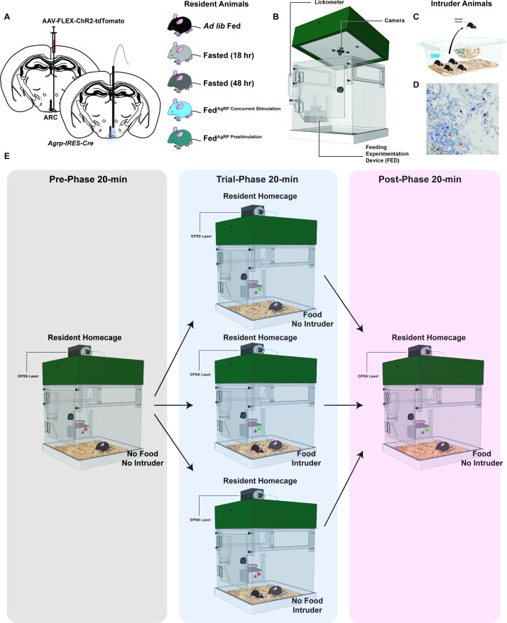 Figure 2—figure supplement 1.