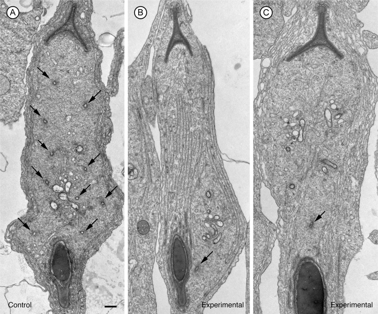 Fig. 5.