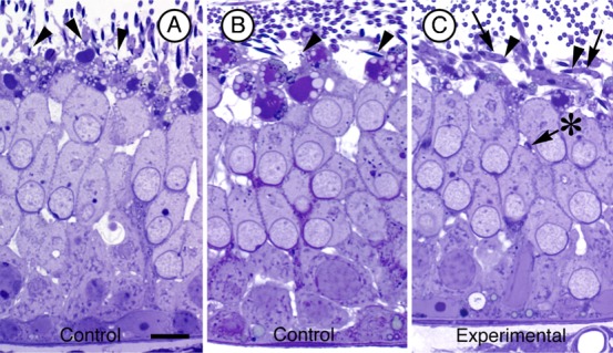 Fig. 6.