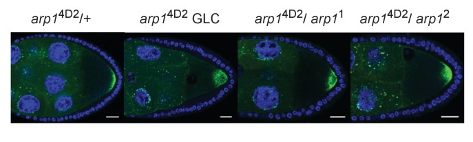 Figure 3—figure supplement 2.