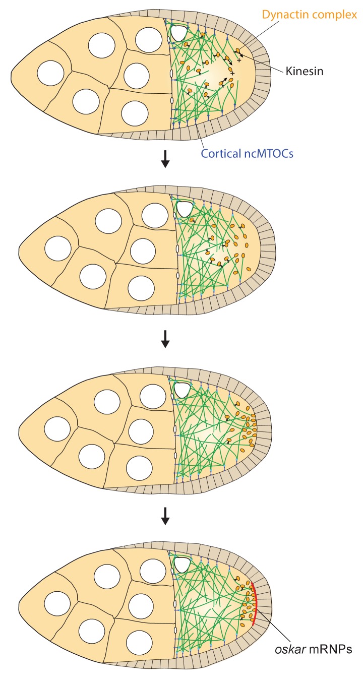 Figure 9.