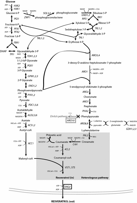 Fig. 1