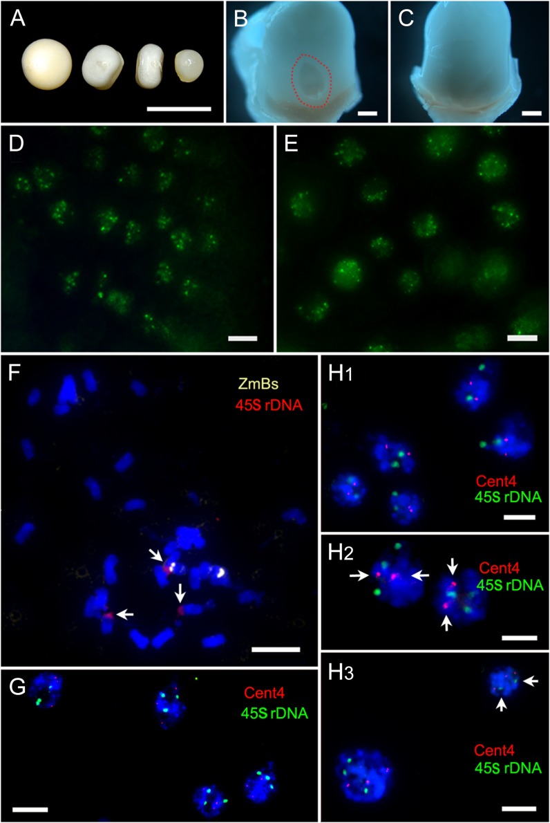 Figure 5.