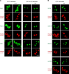 Figure 7—figure supplement 1.