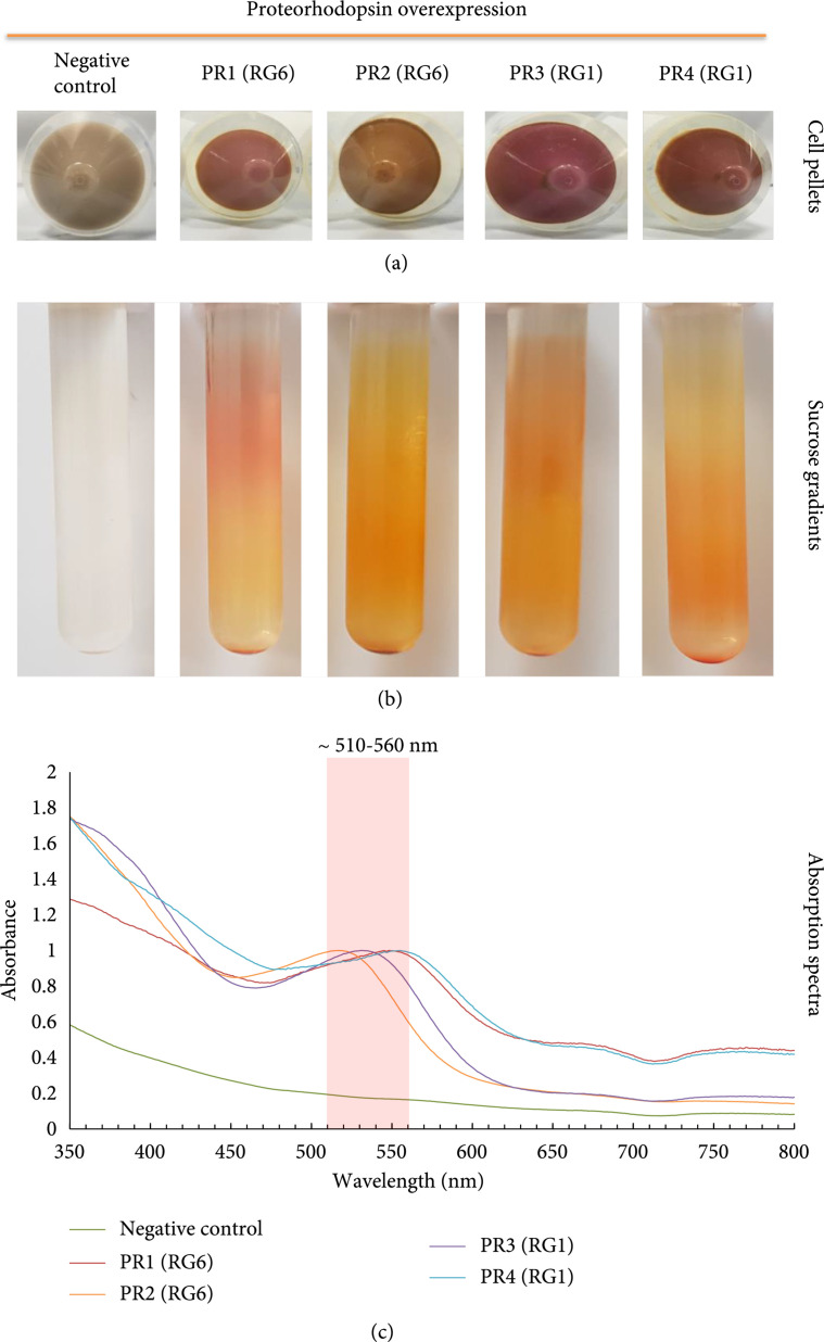 Figure 7