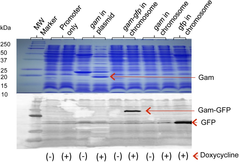 Figure 1—figure supplement 1.