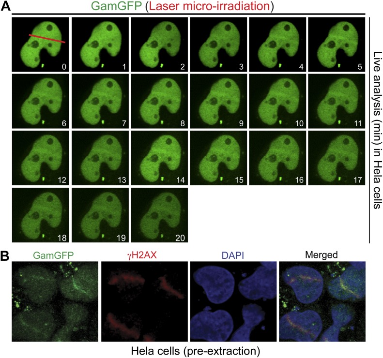 Figure 5—figure supplement 1.