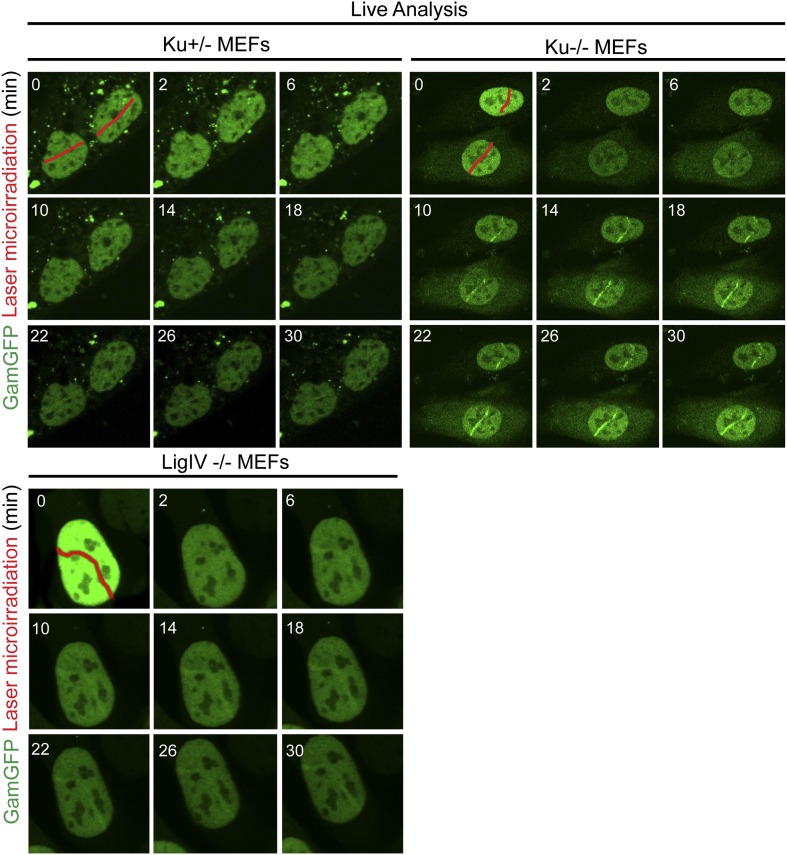 Figure 5—Figure supplement 2.