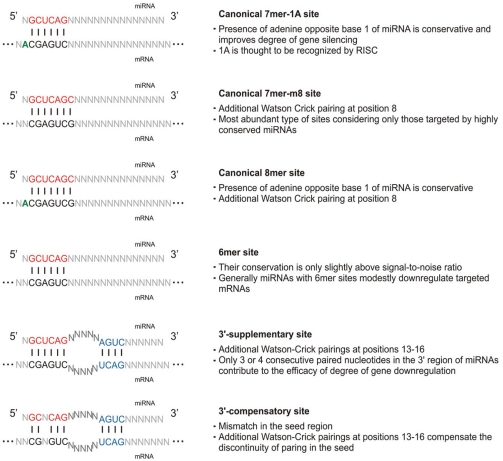 Fig. (1). Types of miRNA-mRNA interactions.