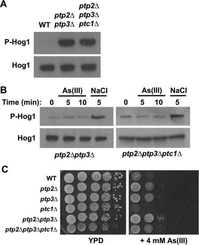 FIGURE 4: