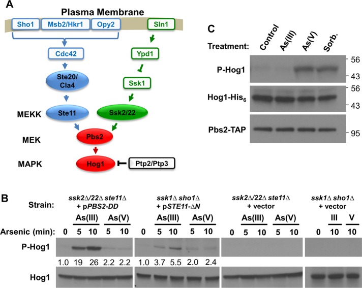 FIGURE 3: