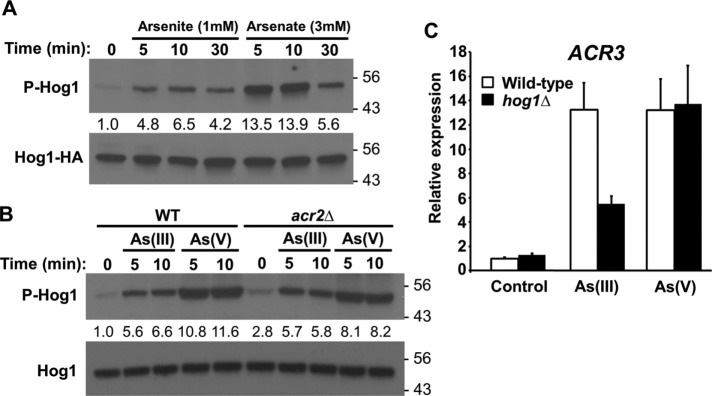 FIGURE 1: