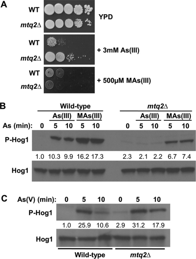 FIGURE 6: