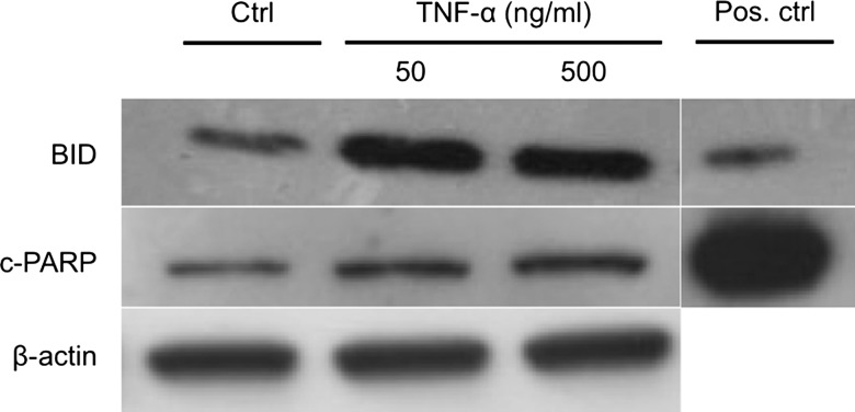 Figure 5