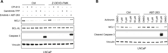 Figure 5—figure supplement 1.