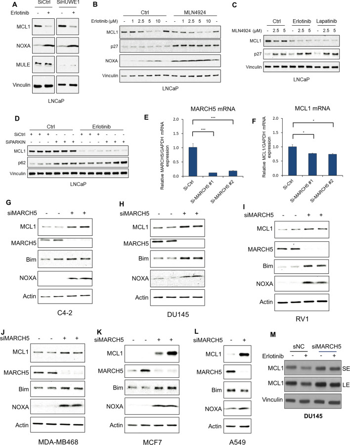 Figure 3—figure supplement 1.