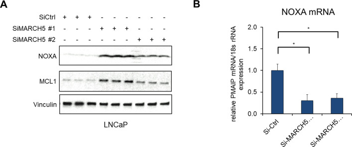 Figure 4—figure supplement 1.