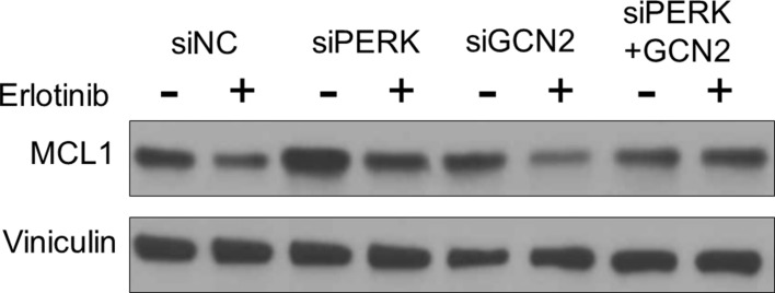 Figure 2—figure supplement 1.