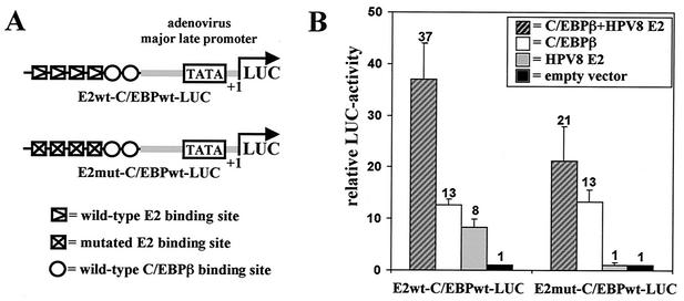 FIG. 1.