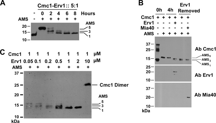 FIGURE 3.