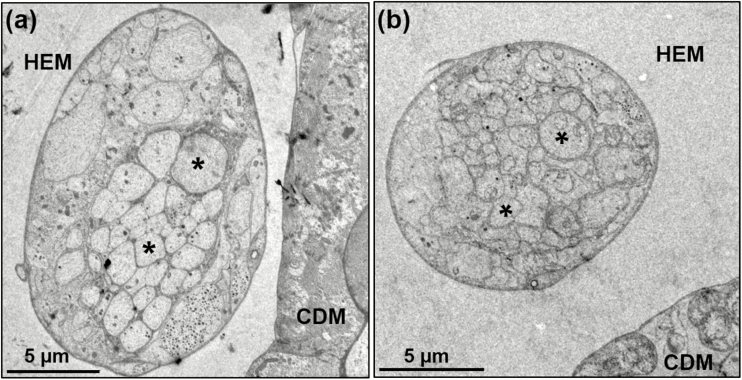 Fig. 9.