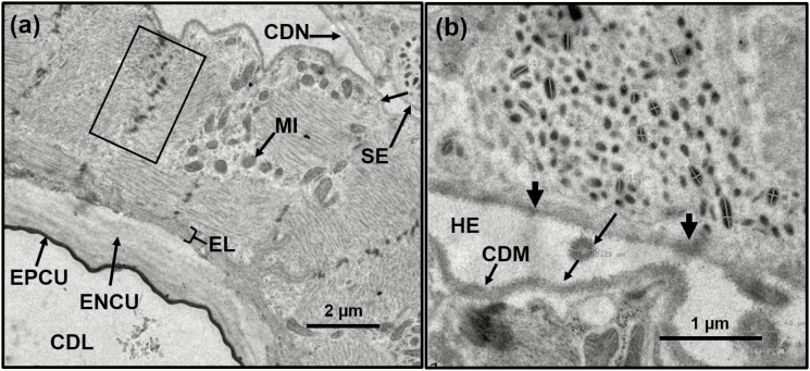 Fig. 11.