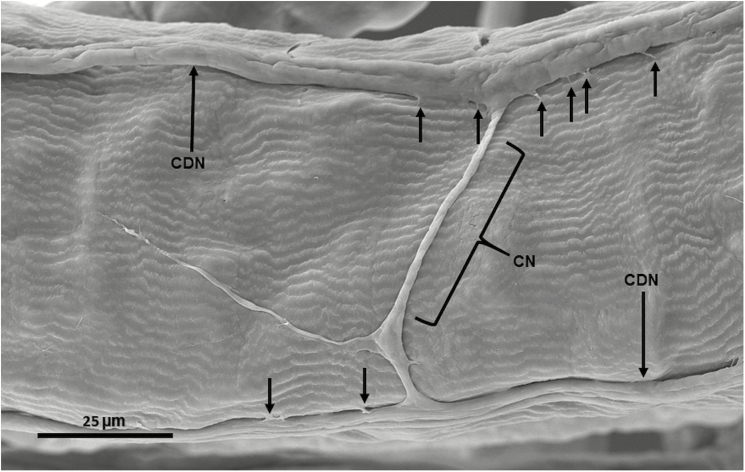 Fig. 8.