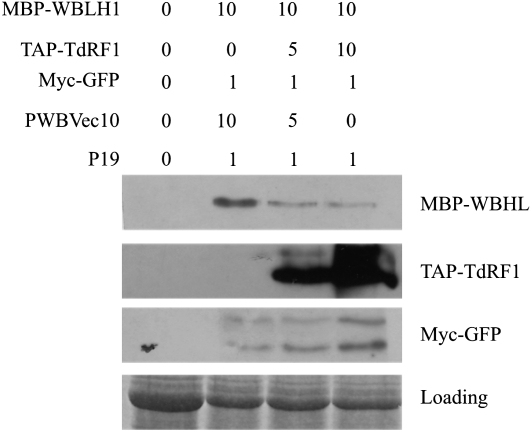 Figure 7.