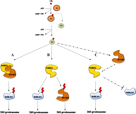 Figure 11.