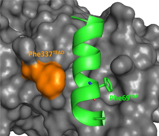 Figure 4—figure supplement 1.