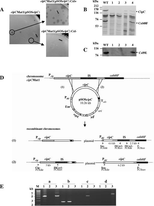 FIG. 1.