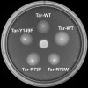 Fig. 2.