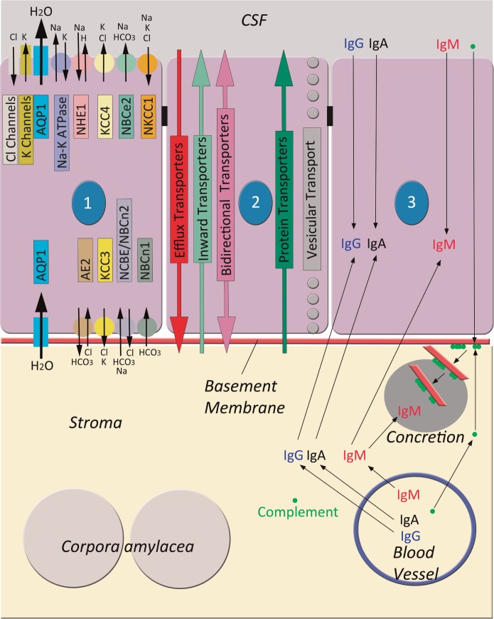 FIGURE 1.