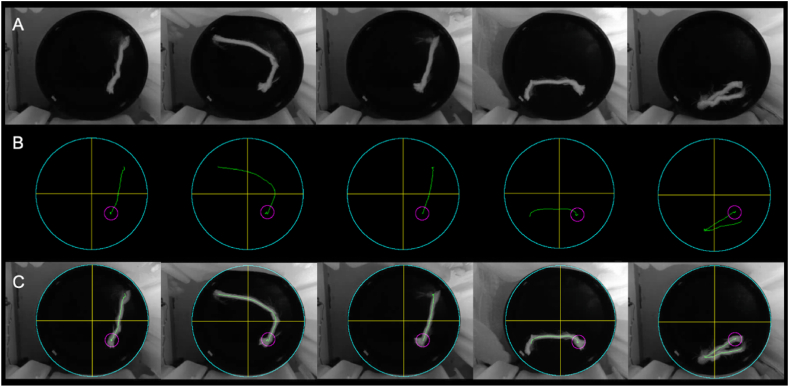 Fig. 10