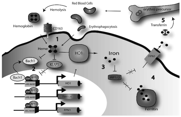 Figure 5.