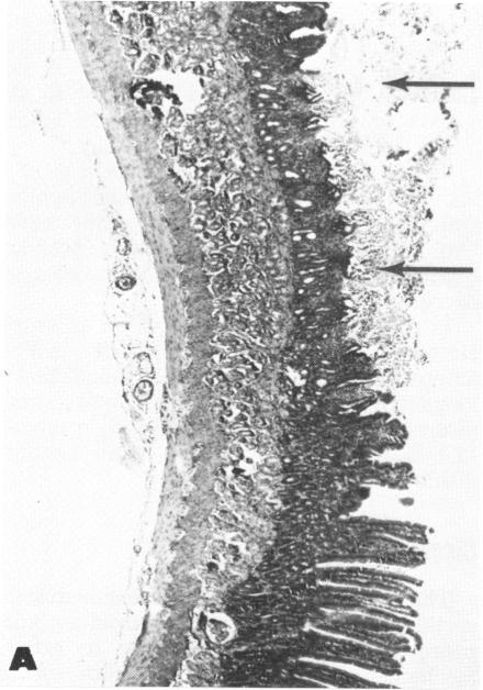 FIGURE 3. A