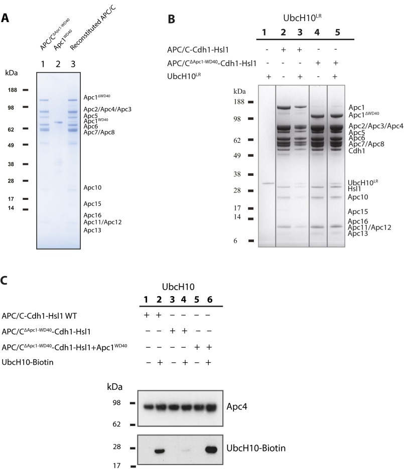 Fig. S4.