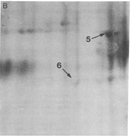 graphic file with name pnas00012-0221-c.jpg