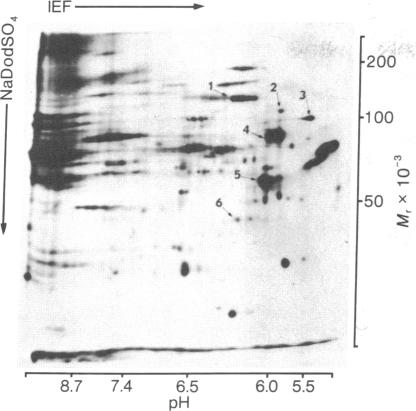 graphic file with name pnas00012-0221-a.jpg