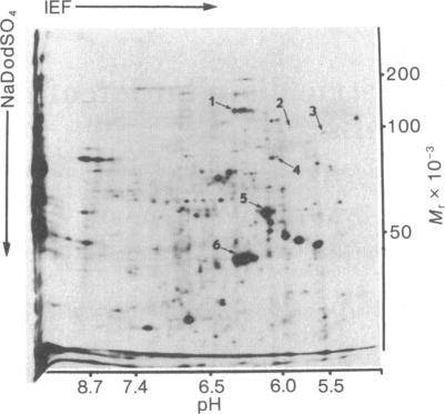 graphic file with name pnas00012-0220-a.jpg