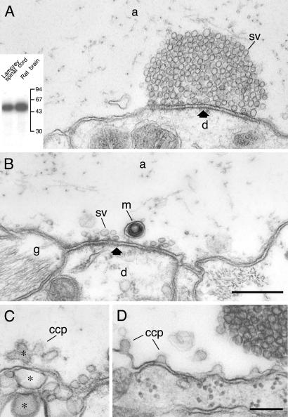 Fig 4.