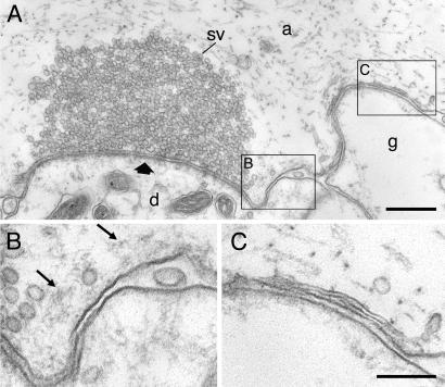 Fig 2.