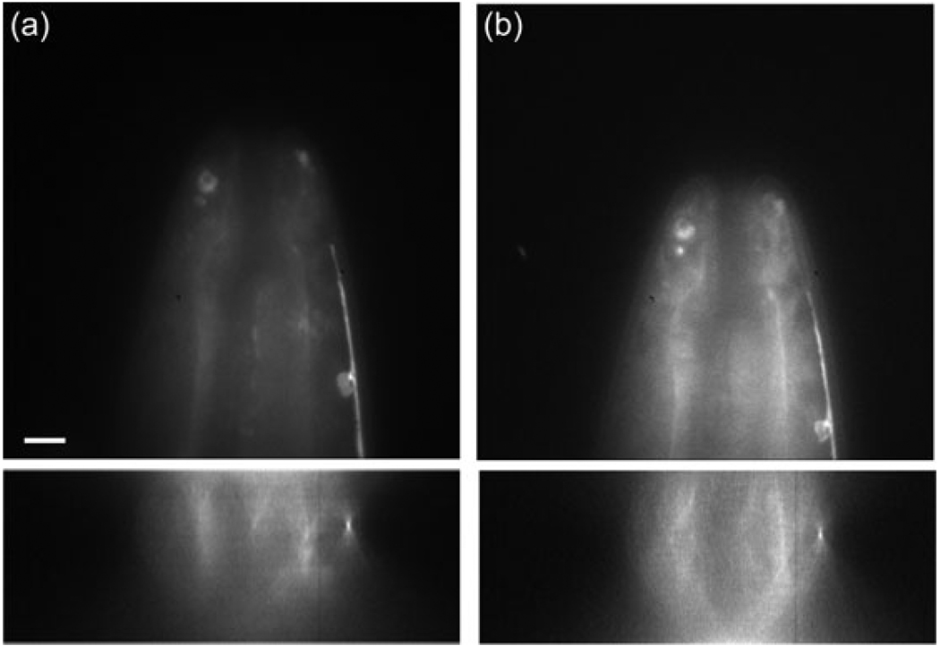 Fig. 11