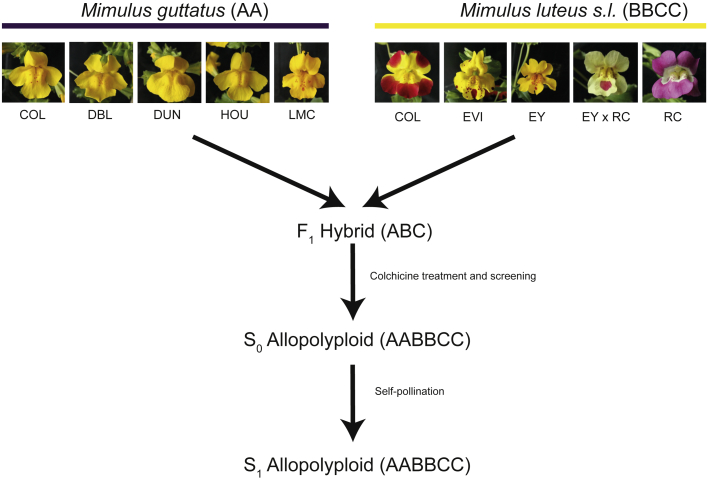 Figure 1