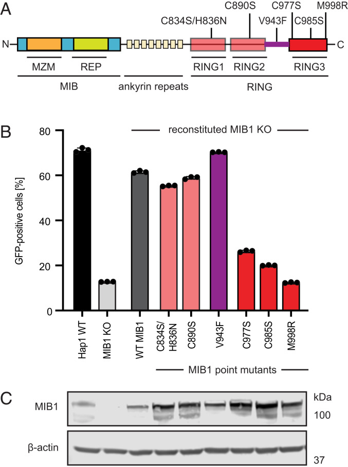 Fig. 2.