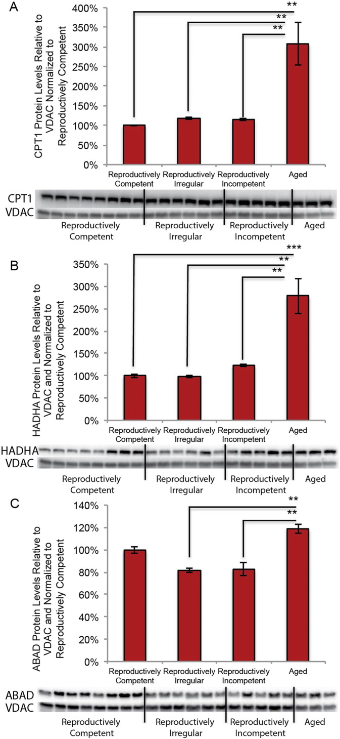 Fig. 10