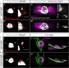 Figure 4—figure supplement 1.