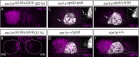 Figure 3—figure supplement 2.
