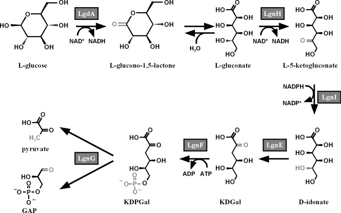 FIGURE 5.