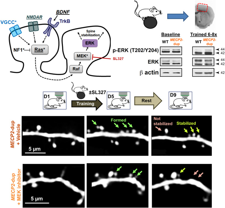 graphic file with name ENEURO.0056-21.2021_f003.jpg